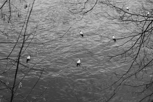Monochrome Photograph of Birds on the Water