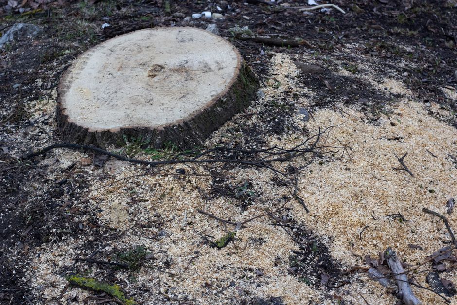 Tree stump on bare dirt in a residential yard — how to remove a tree stump without a grinder Surrey BC