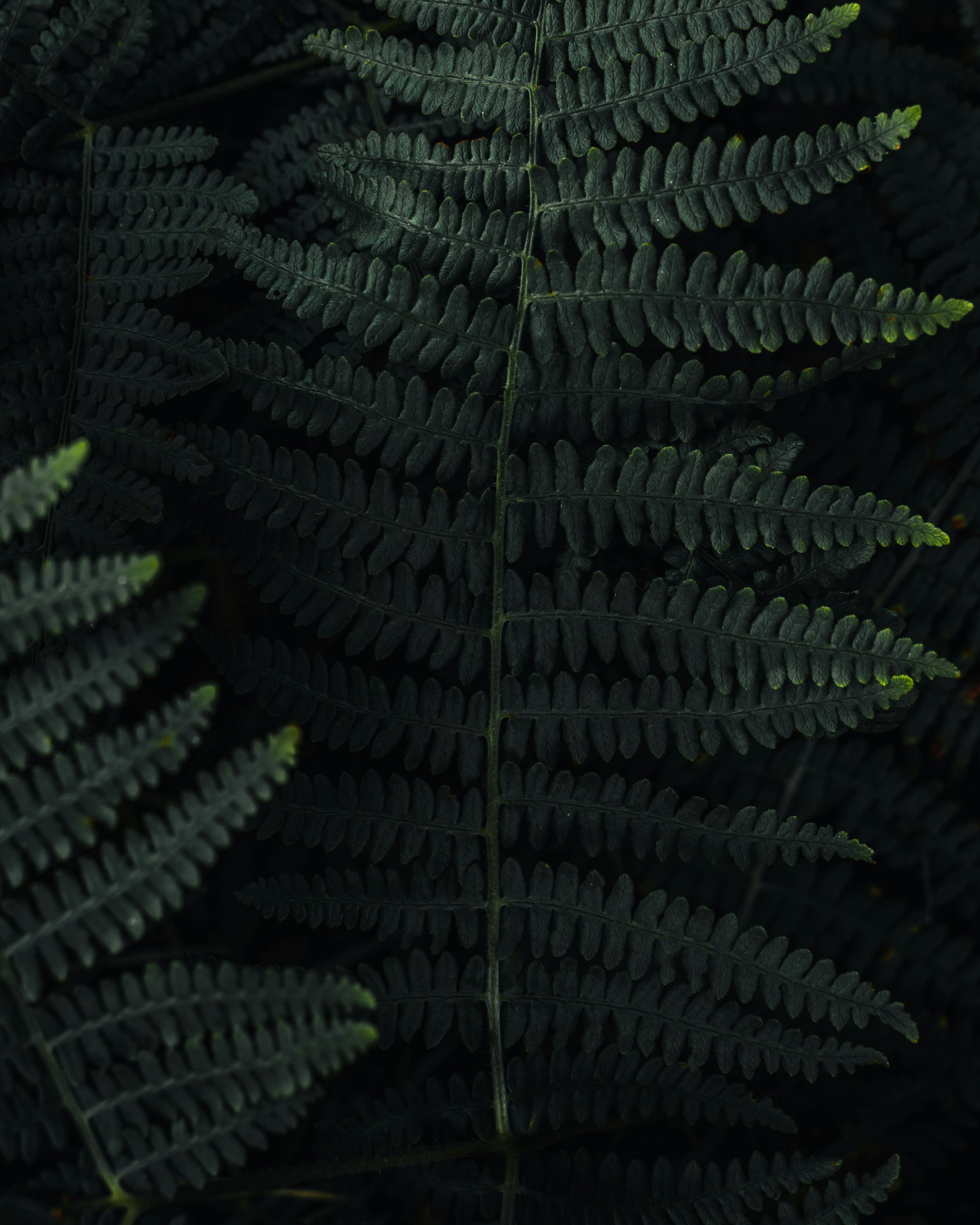 A dark and moody close-up of green fern leaves, perfect for nature backgrounds.