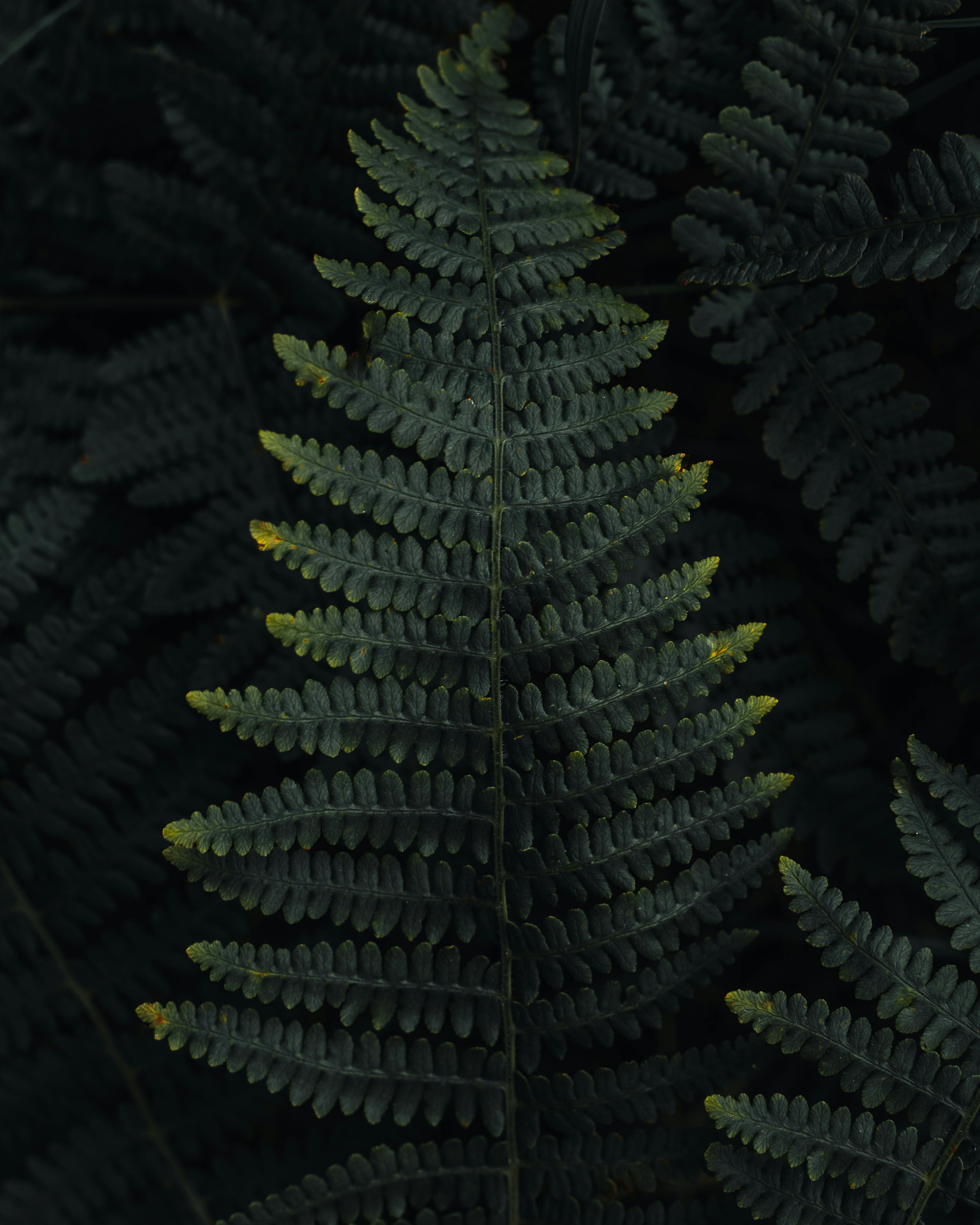 Dark moody close-up of lush green fern leaves offering botanical beauty.