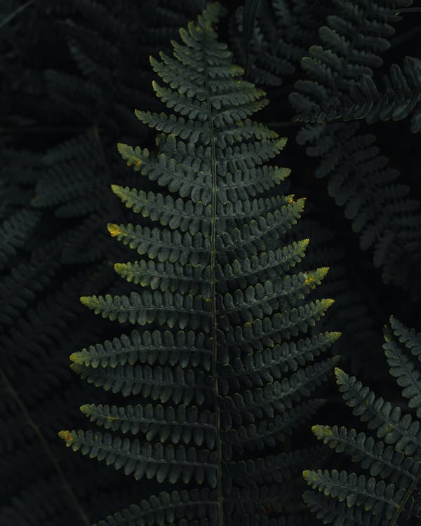 Photo of fern leaves