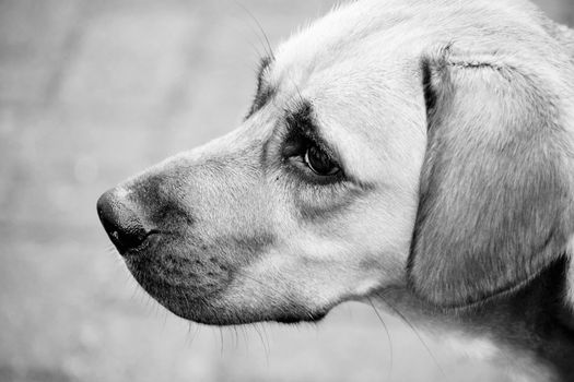 Close-up black and white photo of a Labrador Retriever looking alert.
