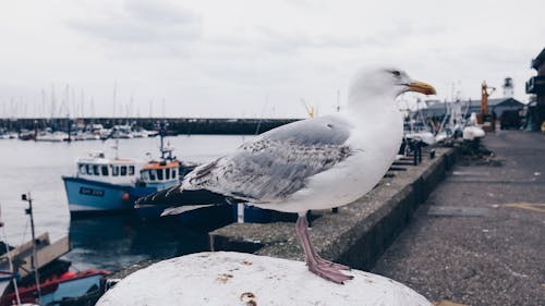 Photo of White and Gray Seagull Bird