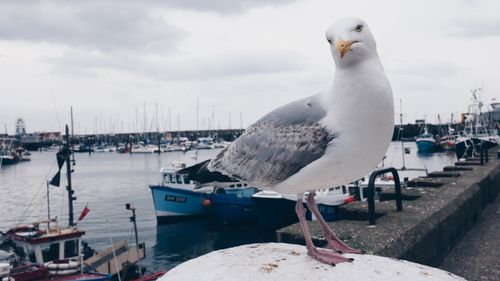 Free Close-up of a seagull on a harbor pier with boats in the background under cloudy skies. Stock Photo
