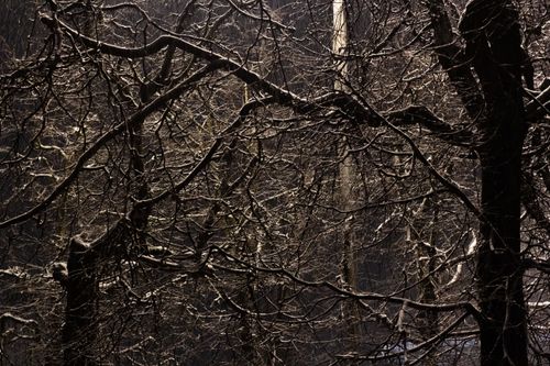 Free A close-up of bare trees covered with snow, creating a dramatic winter scene. Stock Photo