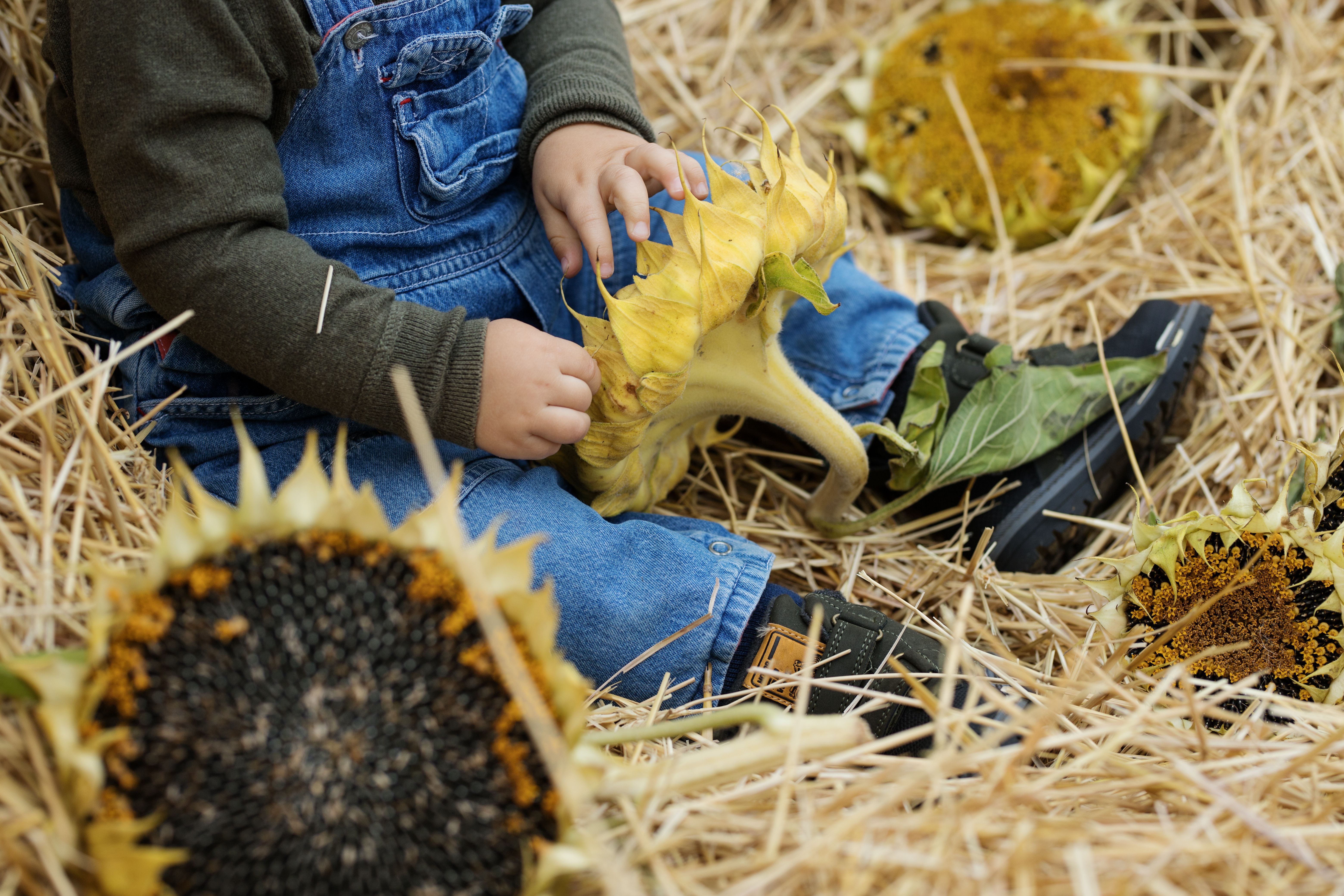 Sunflower Harvesting and Drying: Get Maximum Quality Before Sale