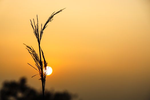 A tranquil sunset with a striking silhouette of wheat against an orange sky.