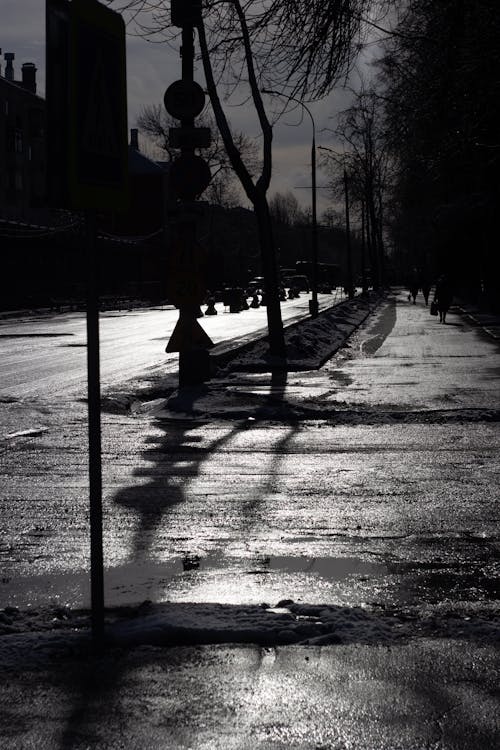 Grayscale Photo of Trees on Sidewalk