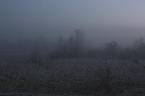 Trees on Meadow under Fog