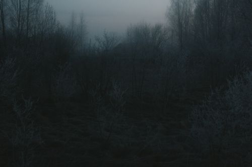 Free A misty, eerie forest scene at twilight with bare trees creating a gloomy atmosphere. Stock Photo