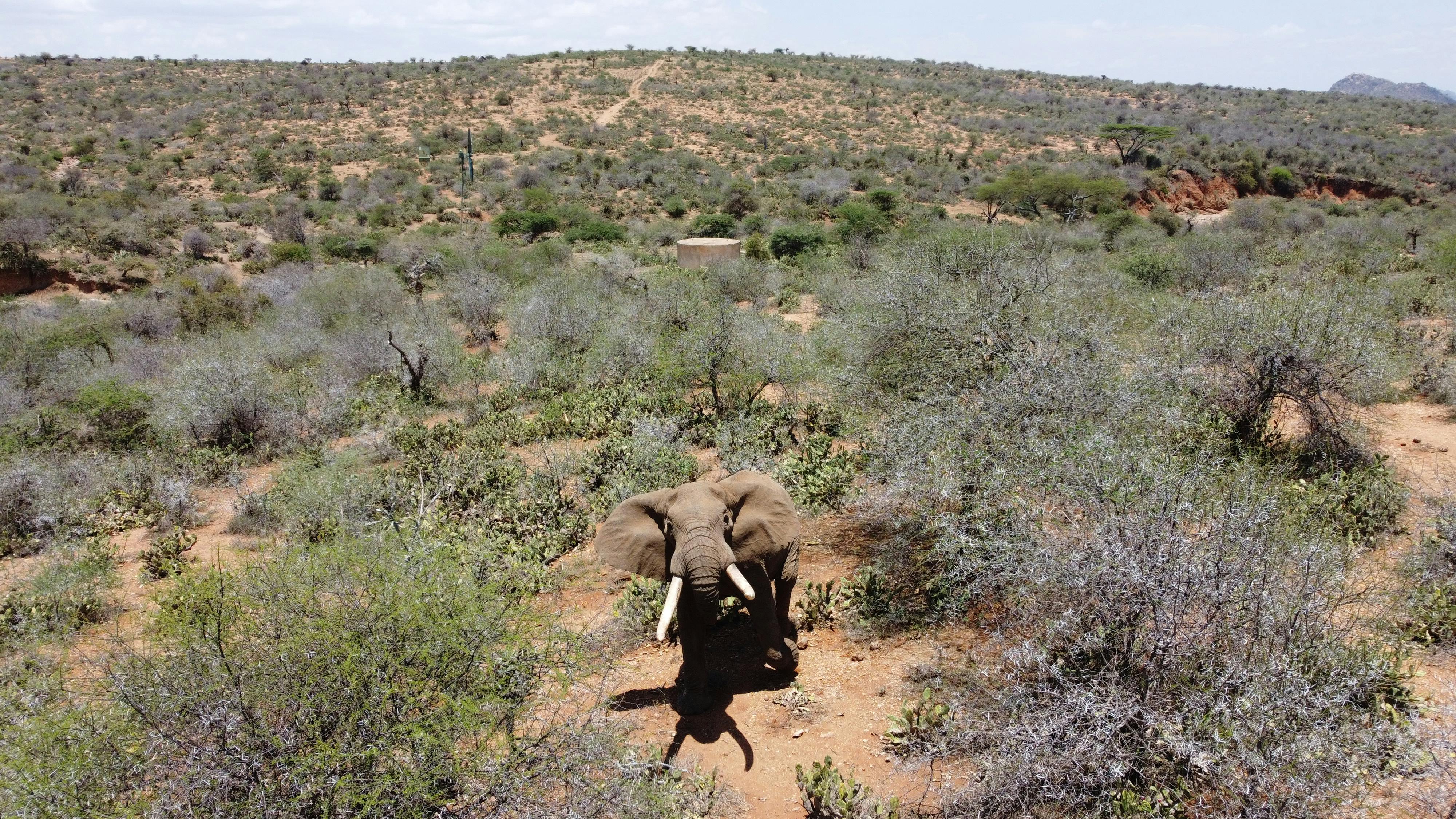 Gratis lagerfoto af afrikansk elefant, busk, dyrefotografering, dyreliv, elefant, elfenben, fugleperspektiv, kæmpe, kenya, natur, ører, pattedyr, planteæder, safari, træer, udendørs