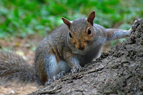 Free Close-Up Photo of a Squirrel with Black Whiskers Stock Photo