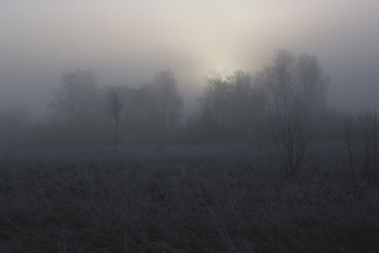 Fog Over Trees On Meadow