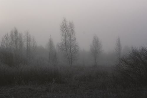 Free A misty morning scene featuring ghostly bare trees and dense fog. Stock Photo