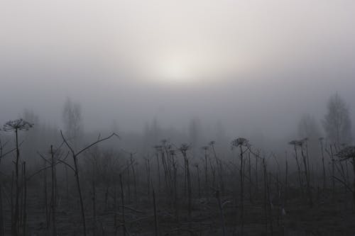 Leafless Plants on Foggy Weather