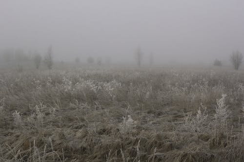 Foggy Brown Grass Field