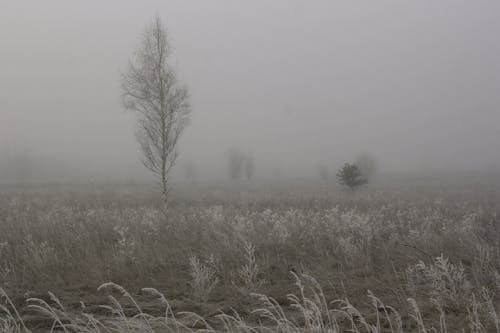 Field with Trees in Fog
