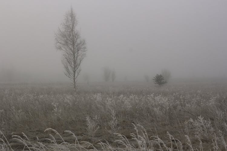 Field With Trees In Fog