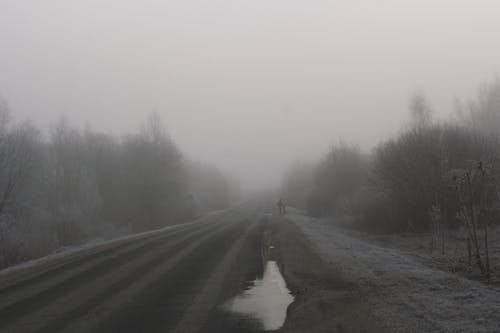 Asphalt Road Between Trees Covered with Fog