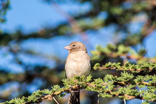 Free Selective Focus Photograph of a Brown Sparrow Stock Photo