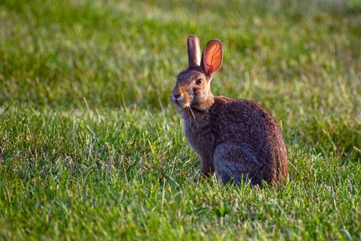 Photograph of a Hare on Green Grass