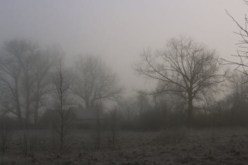 免費 不清楚, 光禿禿的樹木, 有薄霧的 的 免費圖庫相片 圖庫相片