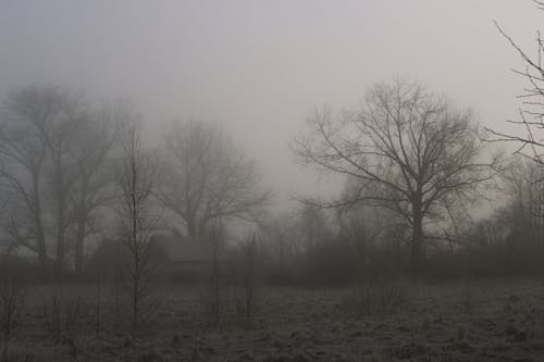 Bare Trees covered in Fog 