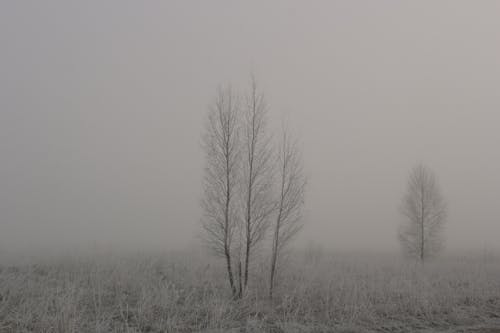 Leafless Trees on a Foggy Brown Grass Field