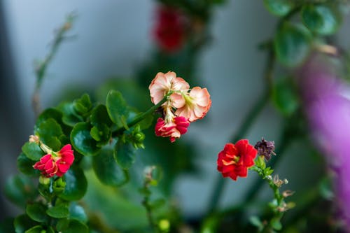 Free stock photo of flowers, red Stock Photo