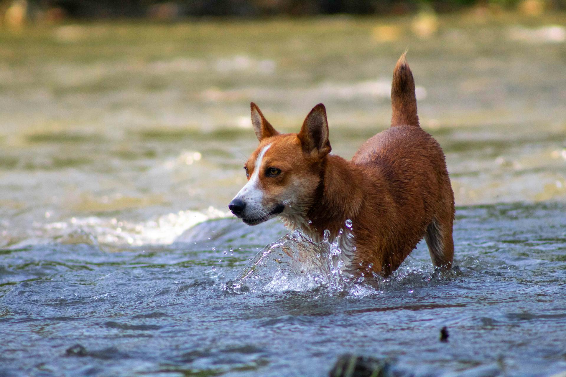 Selective Focus Photo of a Brown Dog Playing on the Water