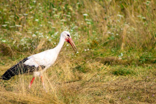 Beyaz leylek, çim, hayvan içeren Ücretsiz stok fotoğraf