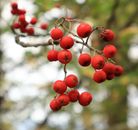 Red Round Fruits on Tree Branch