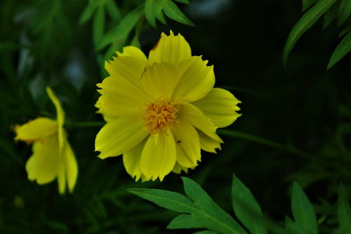 Free stock photo of green leaves, yellow flower