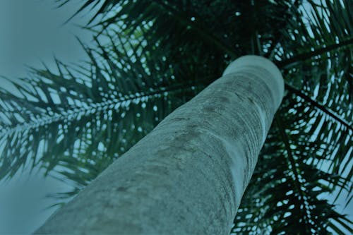 Free stock photo of big tree, palm leaves, palm tree