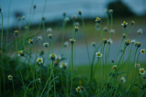 Small Beautiful White and Yellow Flowers in the Garden