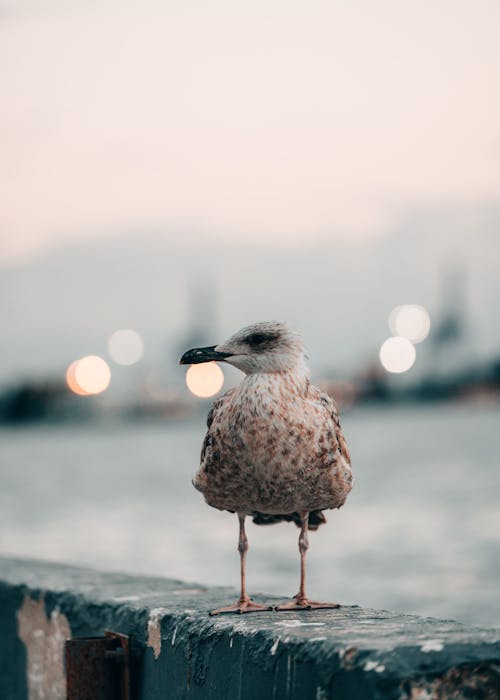бесплатная Бесплатное стоковое фото с водоплавающая птица, дикое животное, животное Стоковое фото