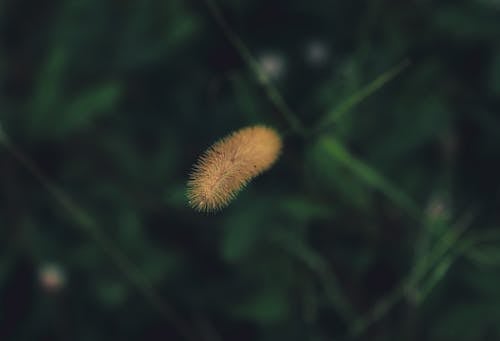 Close Up Photo of a Plant