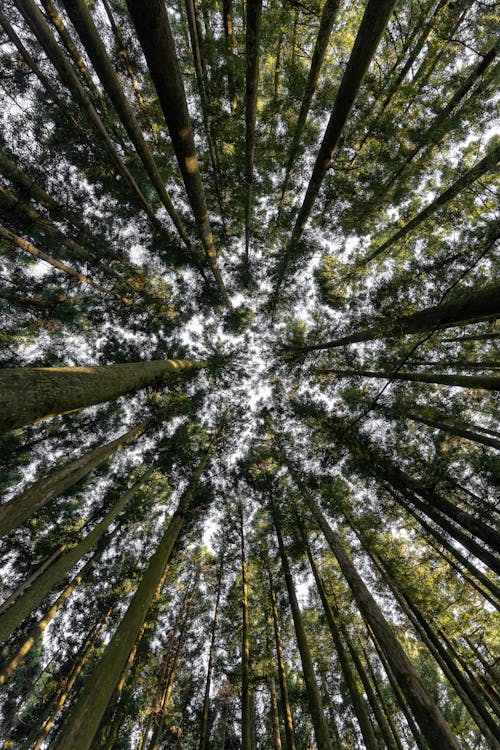 Free Low Angle Shot of Tall Trees Stock Photo