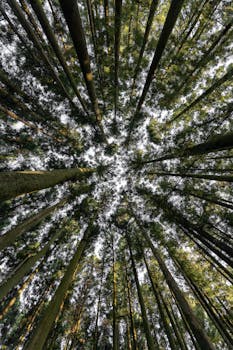 A breathtaking upward shot of tall trees forming a dense canopy in Fuji, Shizuoka, Japan.