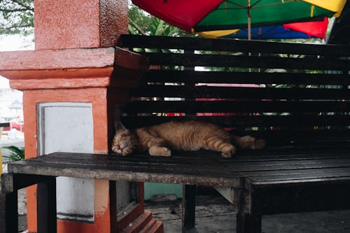 uyuyan kedi içeren Ücretsiz stok fotoğraf