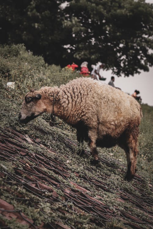 Foto d'estoc gratuïta de animal domèstic, bestiar, fotografia d'animals