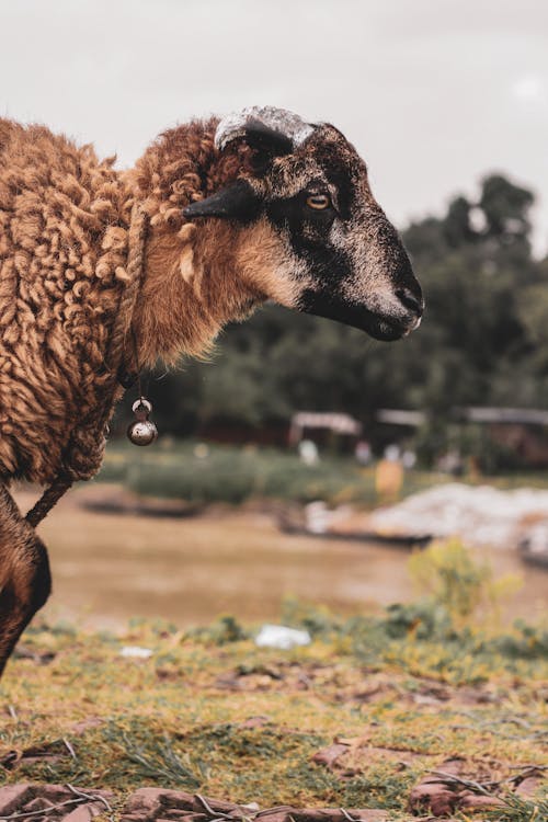 Close Up Shot of a Brown Sheep