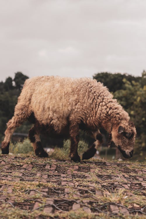 Gratis Immagine gratuita di agnello, animale, camminando Foto a disposizione