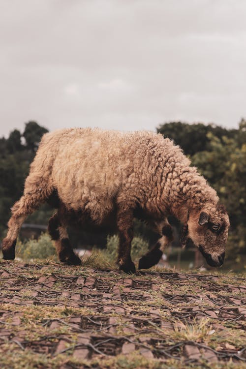 Gratis stockfoto met akkerland, beest, dierenfotografie