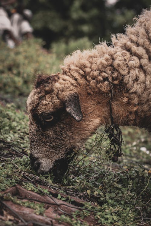 Fotobanka s bezplatnými fotkami na tému domáce zviera, ovca, pasenie