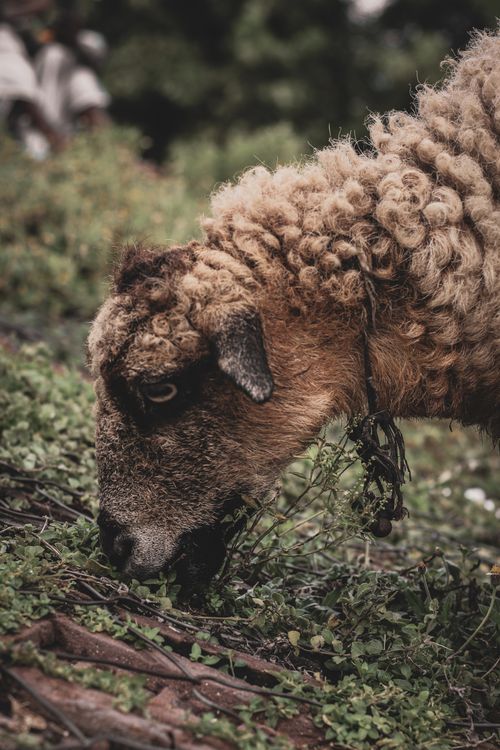 Free A close-up of a sheep with curly wool grazing on fresh grass, showcasing natural textures. Stock Photo