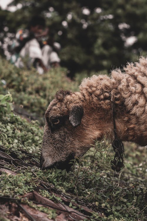 Foto d'estoc gratuïta de animal domèstic, bestiar, fotografia d'animals