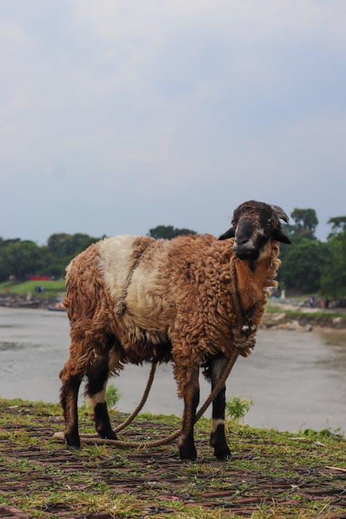 Foto d'estoc gratuïta de animal, animal de granja, animal domèstic