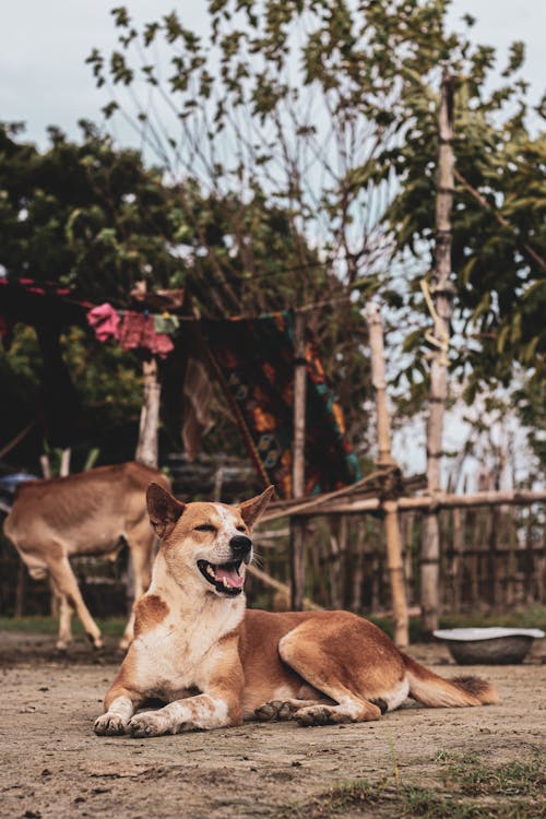 Free A Brown Dog Lying on the Ground Stock Photo