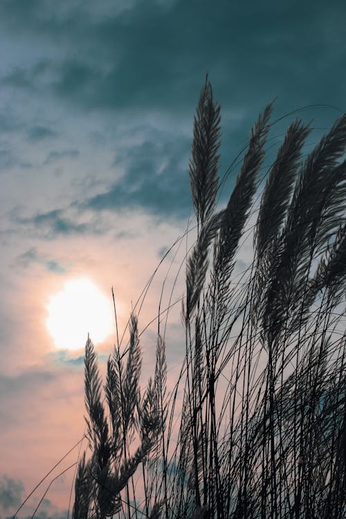 Gratis stockfoto met buiten, dageraad, gras